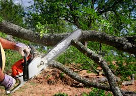 Professional Tree Removal and Landscaping Services in Reidsville, GA